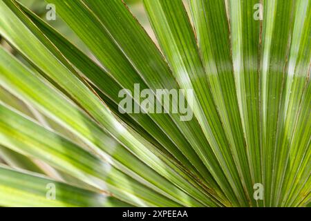 Gros plan d'une feuille de palmier verte dans le jardin Banque D'Images