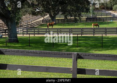 Deux chevaux paissent sur l'herbe verte dans leur paddock dans la vallée de Santa Ynez en Californie. Banque D'Images