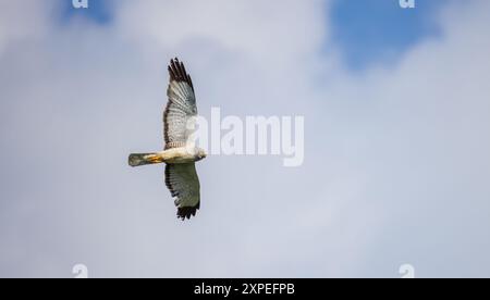 harrier mâle du nord chassant au-dessus d'un champ de foin dans le nord du Wisconsin. Banque D'Images