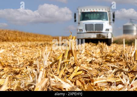 Tige de maïs isolée dans un champ de maïs pendant la récolte d'automne avec camion à grain en arrière-plan. Saison de récolte du maïs, agriculture et concept d'agriculture. Banque D'Images