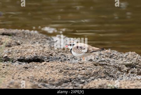 Le dotterel à fronts noirs (Charadrius melanops) est un petit pluvier de la famille des Charadriidae que l'on trouve dans une grande partie de l'Australie Banque D'Images