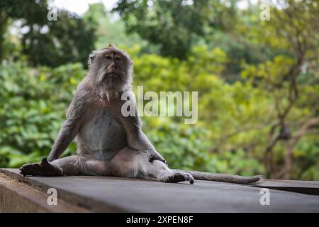 Portrait gros plan d'un jeune singe cynomolgus regardant directement dans la caméra Banque D'Images