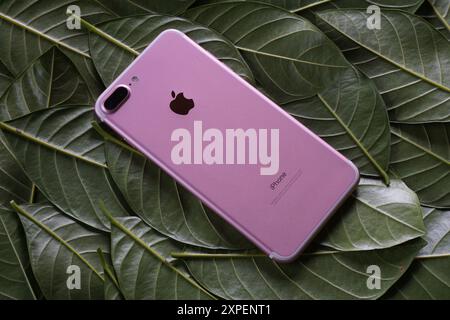 Terengganu, Malaisie - 23 août 2024 : gros plan de pomme rose iphone 7 plus sur feuilles vertes éparpillées. Panneau arrière iphone 7. Banque D'Images
