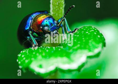 Coléoptère bleu, insecte carabaeidae ou coccinelle familiale sur feuille verte. Banque D'Images