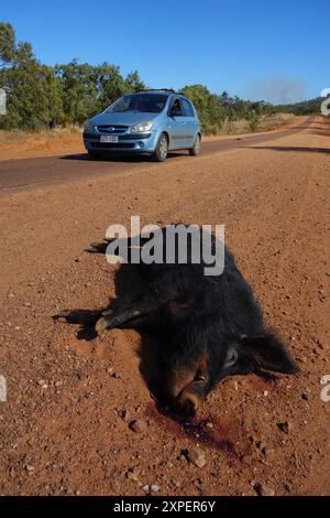 Roadkill Feral Pig, Gulf Development Road, près de Mt surprise, Outback Queensland, Australie. Pas de PR Banque D'Images