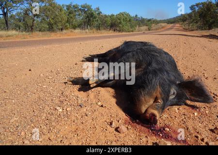 Roadkill Feral Pig, Gulf Development Road, près de Mt surprise, Outback Queensland, Australie Banque D'Images