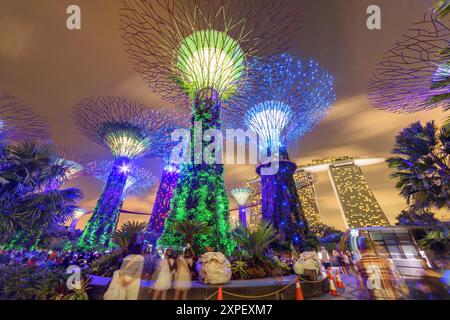 Fabuleuse vue de fond de nuit sur les Supertrees à Singapour Banque D'Images