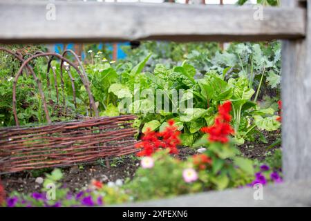 Une vue de légumes verts feuillus poussant dans un cadre de jardin. Banque D'Images