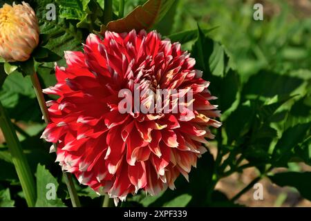 Belle fleur de dahlia blanc rouge bicolore dans le jardin d'été de près. Fond floral d'été ou d'automne - macro de dahlia rouge vif avec des bords blancs Banque D'Images