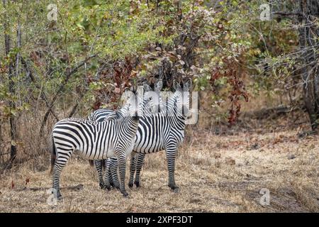 Groupe de trois zèbres de Crawshay (Equus quagga crawshayi) dans une forêt de mopane mature dans le parc national de North Luangwa Banque D'Images