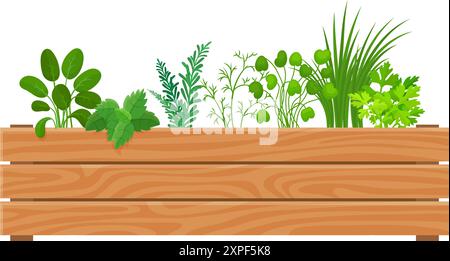 Plantes vertes de cuisine. Herbes culinaires pour cuisiner dans une boîte en bois. Jardinage et plantation, épices fraîches biologiques pour les repas et manger, vecteur néotérique Illustration de Vecteur