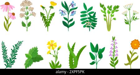 Herbes médicinales. Dessin animé calendula camomille aloès et feuille de menthe. Plantes de persil et de thym, ensemble vecteur néotérique d'éléments de guérison de nature verte Illustration de Vecteur