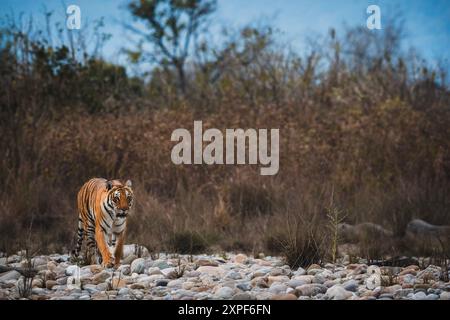 Tigre royal du Bengale dans son habitat sauvage Banque D'Images