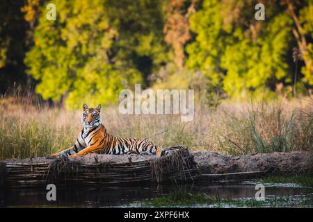 Tigre royal du Bengale dans son habitat sauvage Banque D'Images