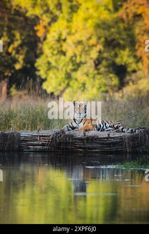 Tigre royal du Bengale dans son habitat sauvage Banque D'Images