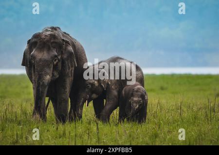 Un petit groupe d'éléphants à la réserve de tigres de Corbett Banque D'Images