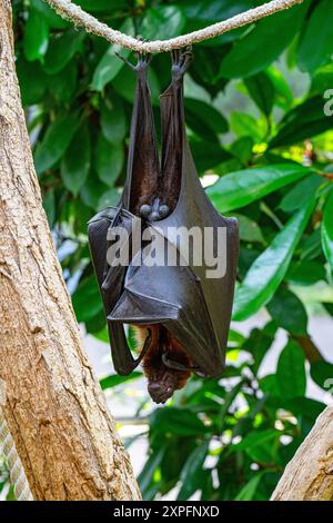 Renards volants (Pteropus alecto) suspendus à un arbre Banque D'Images