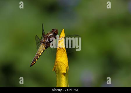 Chasseur large (Libellula Depress) sur drapeau jaune Iris (Iris Pseudacorus) Norwich mai 2024 Banque D'Images