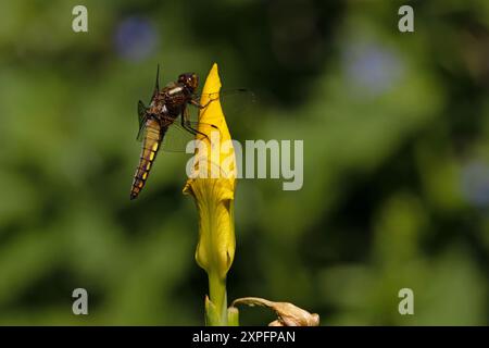 Chasseur large (Libellula Depress) sur drapeau jaune Iris (Iris Pseudacorus) Norwich mai 2024 Banque D'Images