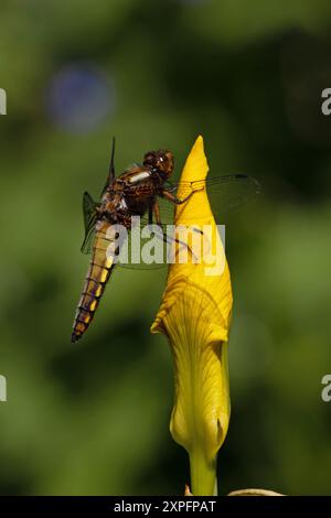 Chasseur large (Libellula Depress) sur drapeau jaune Iris (Iris Pseudacorus) Norwich mai 2024 Banque D'Images