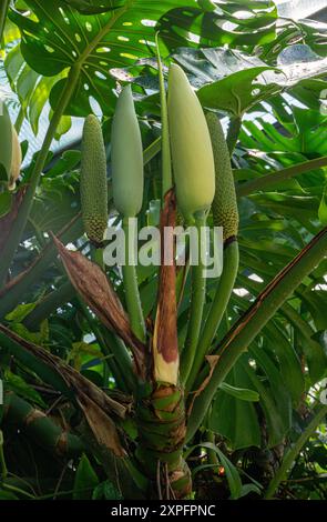 Monstera deliciosa (fruit de monstre) - fruit vert exotique Banque D'Images