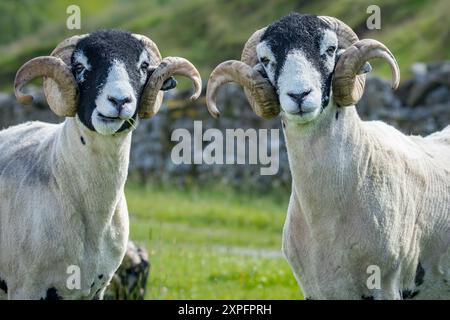 Deux béliers Swaledale fins, moutons mâles, en été, face à la caméra et mâcher de l'herbe. Le mouton Swaledale est une race indigène des Yorkshire Dales, au Royaume-Uni. Banque D'Images