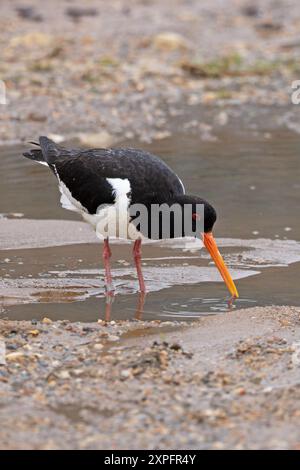 Oystercatcher (Haematopus ostralegus) avec le ver Norfolk juillet 2024 Banque D'Images