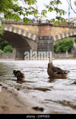 Une famille de canards est dans la rivière Vltava au centre de Prague. Banque D'Images