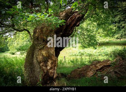 Connue sous le nom de Queen Elizabeth Oak-selon la légende, la Reine Elizabeth I se tenait près de l'arbre avec une flèche prête dans son arc attendant qu'un cerf soit conduit. Banque D'Images