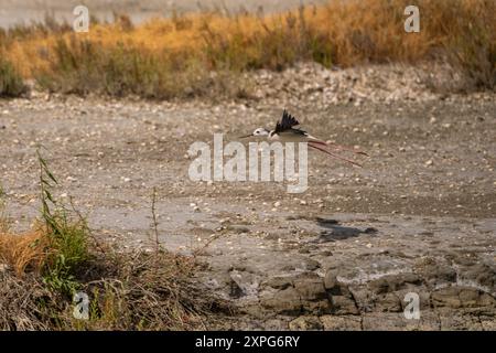 Marche sur pilotis à cou noir dans la lagune de Narta, Vlora, Albanie. Banque D'Images