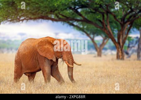 Un éléphant se tient debout dans un champ herbeux, entouré d'arbres imposants en arrière-plan. L'éléphant est majestueux et massif Banque D'Images