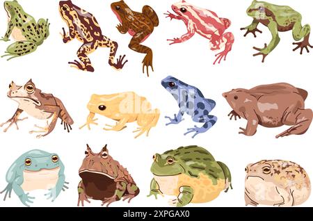 Crapauds de grenouille de dessin animé. Grenouilles exotiques et crapaud empoisonné animal amphibien faune, reptiles tropicaux marécage créature forêt étang reptiles sauvages avec de grands yeux, illustration vectorielle chic auteurs graphiques Illustration de Vecteur