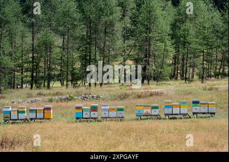 Ruches pour la production de miel dans un pré dans la vallée de Stura, dans les Alpes Maritimes (Cuneo, Piémont, Italie) Banque D'Images