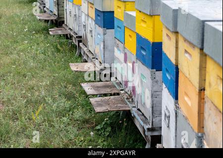 Ruches pour la production de miel dans un pré dans la vallée de Stura, dans les Alpes Maritimes (Cuneo, Piémont, Italie) Banque D'Images