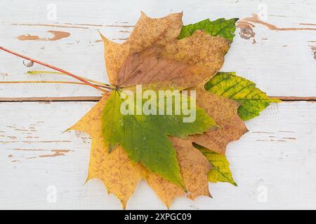 Feuilles d'érable colorées sur les planches de bois blanc peintes comme fond d'automne Banque D'Images