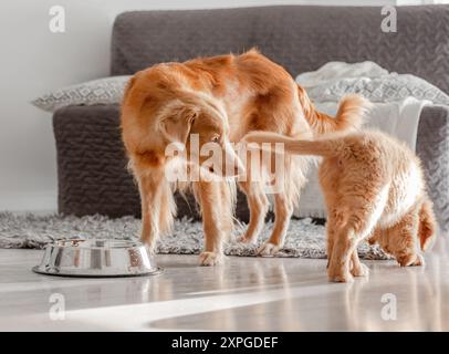 Trois chiots Toller boivent de One Bowl at Home, Une race de chien Tolling Retriever de la Nouvelle-Écosse Banque D'Images