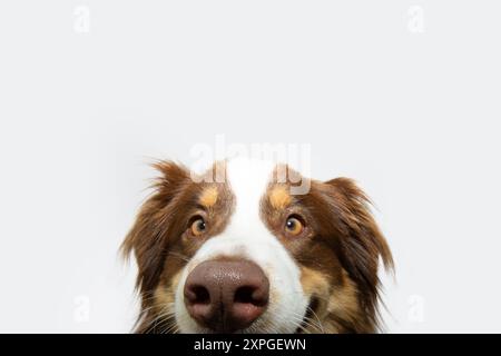 Gros plan chien berger australien jetant un coup d'œil. Isolé sur fond blanc Banque D'Images