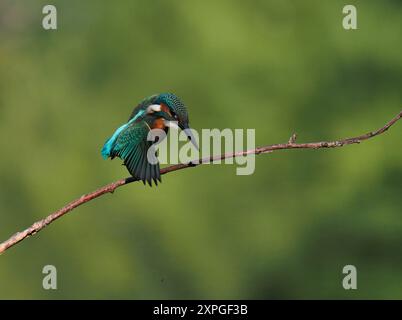 Un jeune kingfisher s'envole pour plonger à la recherche de proies. Banque D'Images