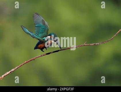 Un jeune kingfisher s'envole pour plonger à la recherche de proies. Banque D'Images