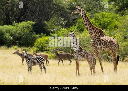 La taille de la girafe leur donne un énorme avantage pour détecter le danger à distance, sauf si le buisson est très épais. Kudu ont une audition exceptionnelle Banque D'Images