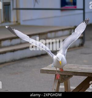 Un goéland argentatus adulte d'Europe, Larus argentatus, prenant son envol d'une table de pique-nique à Towan Beach à Newquay en Cornouailles au Royaume-Uni. Banque D'Images