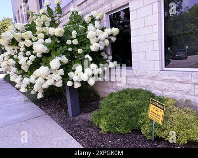 Paniculer hortensias et un panneau indiquant « abeilles domestiques au travail, ne dérangez pas ». Près de l'hôpital presbytérien de la vallée de l'Hudson à Westchester, NY. Banque D'Images