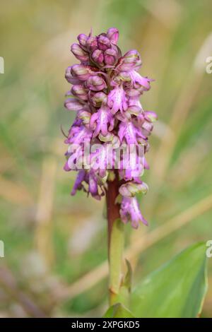 Une orchidée géante Himantoglossum robertianum fleurissant dans un pré, journée ensoleillée au printemps, Camargue France Arles France Banque D'Images