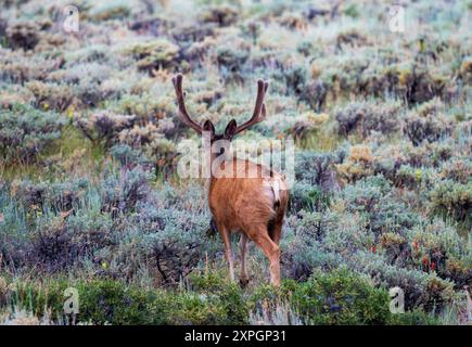 Un cerf mulet marche dans un champ d'araignée dans le Colorado. Les gros bois du cerf sont visibles. La scène est remplie de tons verts et bleus vibrants Banque D'Images