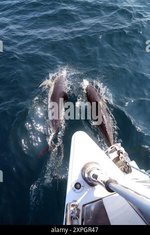 Dauphin commun (Delphinus delphis) nageant sur la vague de proue d'un yacht dans la baie de Lyme au large de la côte du Dorset. Banque D'Images