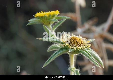 Fleurs de la plante arnica des terres arides, pallenis spinosa, utilisées en médecine naturelle comme anti-inflammatoire, réducteur de fièvre et autres applications. Sierra Banque D'Images