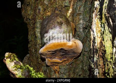 Phellinus igniarius (parenthèse de saule) est un champignon de parenthèse trouvé sur les arbres, en particulier le saule. Il provoque la pourriture blanche et a une distribution mondiale. Banque D'Images