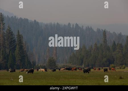 Mill Creek, États-Unis. 04 août 2024. Les vaches paissent dans une vallée près de Mill Creek, Californie, le 4 août 2024, avec de la fumée du feu de Park visible ci-dessus. (Photo de Daniel Brown/Sipa USA) crédit : Sipa USA/Alamy Live News Banque D'Images