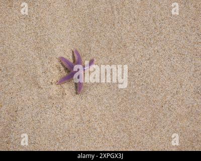 Étoiles de mer violettes échouées sur le sable de la plage. Banque D'Images