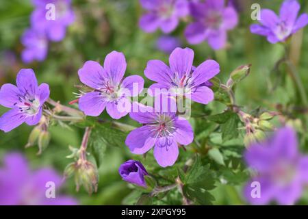 Wood Crane's-Bill - Geranium sylvaticum Banque D'Images